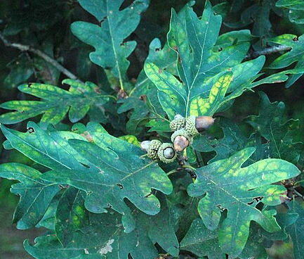 White oak (Quercus alba) with acorns and leaves