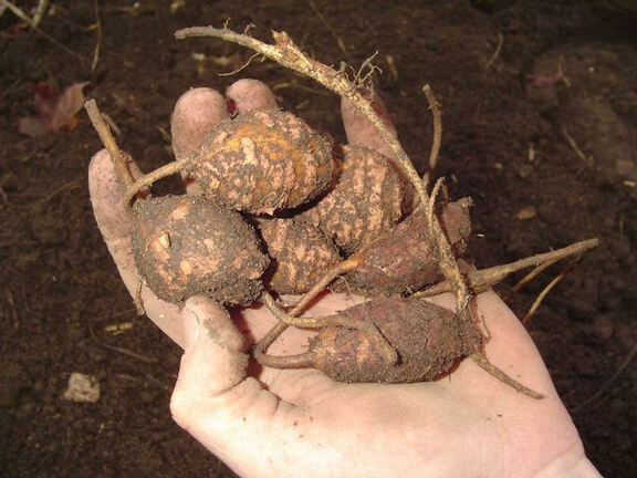 Seven groundnut tubers (Apios americana) in someone's hand